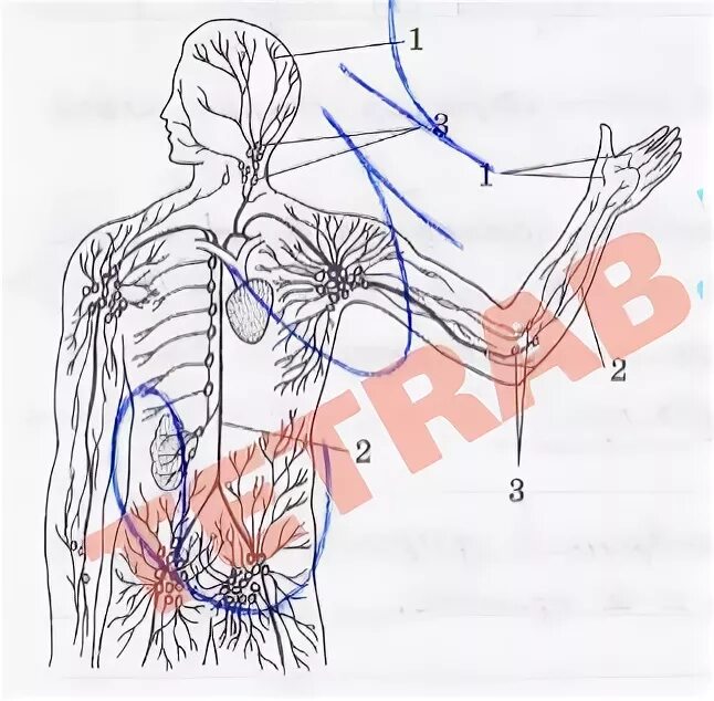Лимфа тесты. Рисунок по биологии 8 класс кровеносная и лимфатическая системы. Малый круг лимфоузлов. Тест по биологии 8 класс Пасечник кровообращение и лимфообращение. Кровеносная и лимфатическая системы 8 класс тест.
