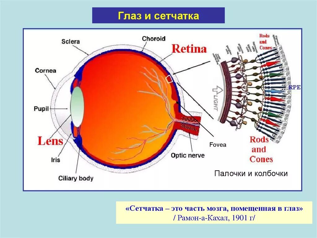 Сетчатая оболочка глазного. Палочки и колбочки сетчатки строение. Строение глаза колбочки. Строение глаза анатомия палочки и колбочки. Строение глаза колбочки и палочки.