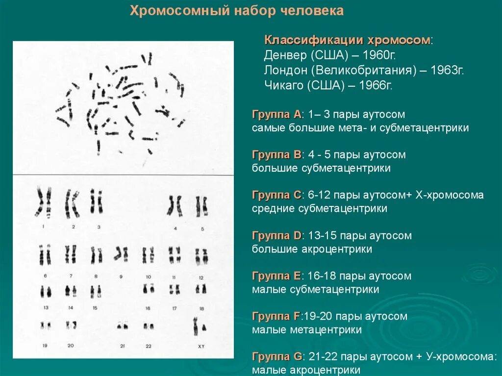 Хромосомы группы г