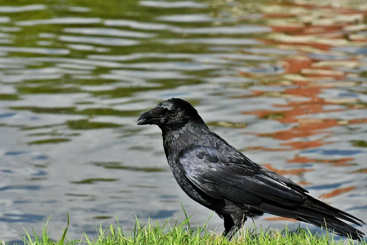 Карга ворона. Черные птицы Подмосковья. Ворона фото. Черный ворон.