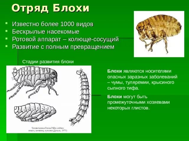 Какой тип метаморфоза характерен для человеческой блохи. Отряд блохи. Отряды насекомых блохи. Полное превращение блохи. Тип Метаморфоза блохи.