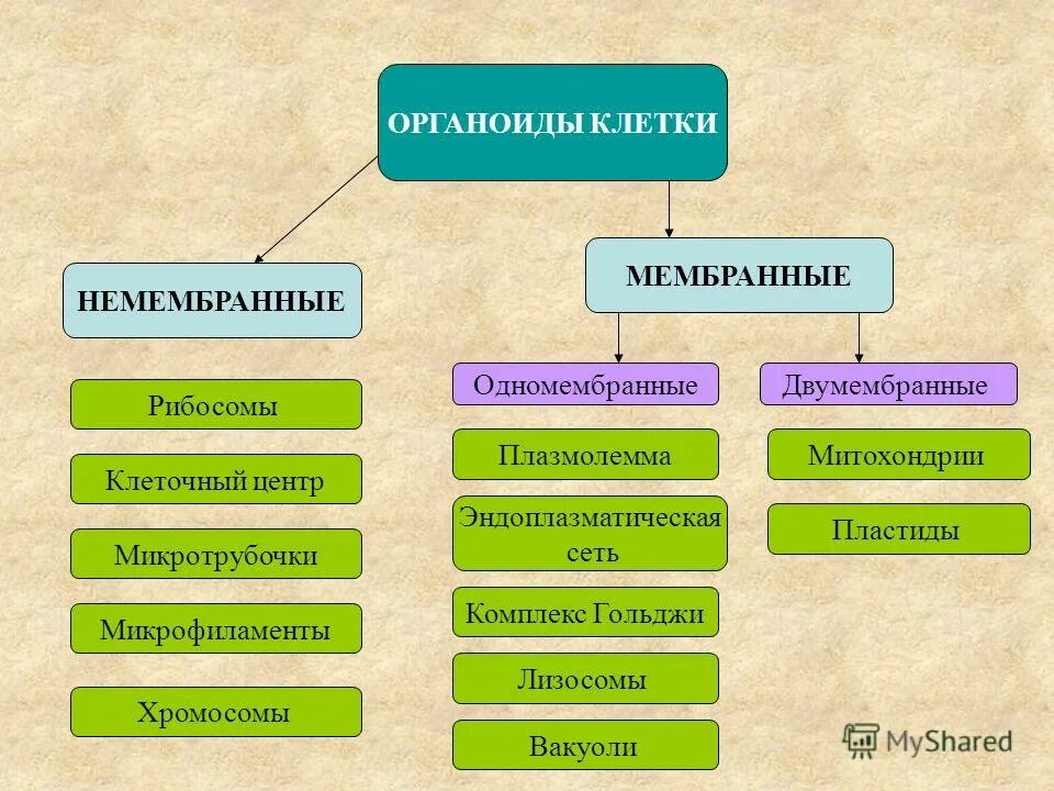двухмембранные органоиды растительной клетки. важная двумембранная структура эукариотической клетки. важная двумембранная структура эукариотической клетки. двумембранный органоид строение.