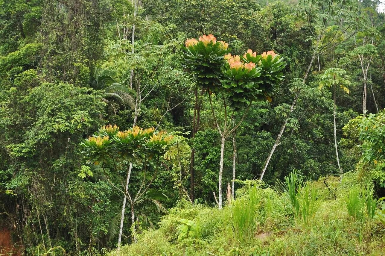 Курупита гвианская. Тропический лес в Панаме. Канновые растения Южной Америки. Виды растений в южной америке