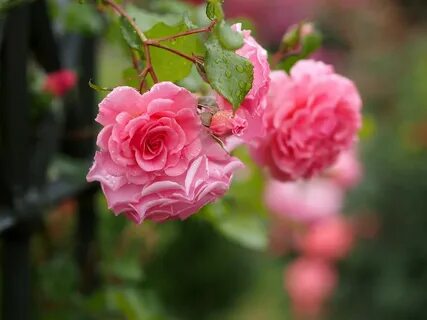 Dream rose