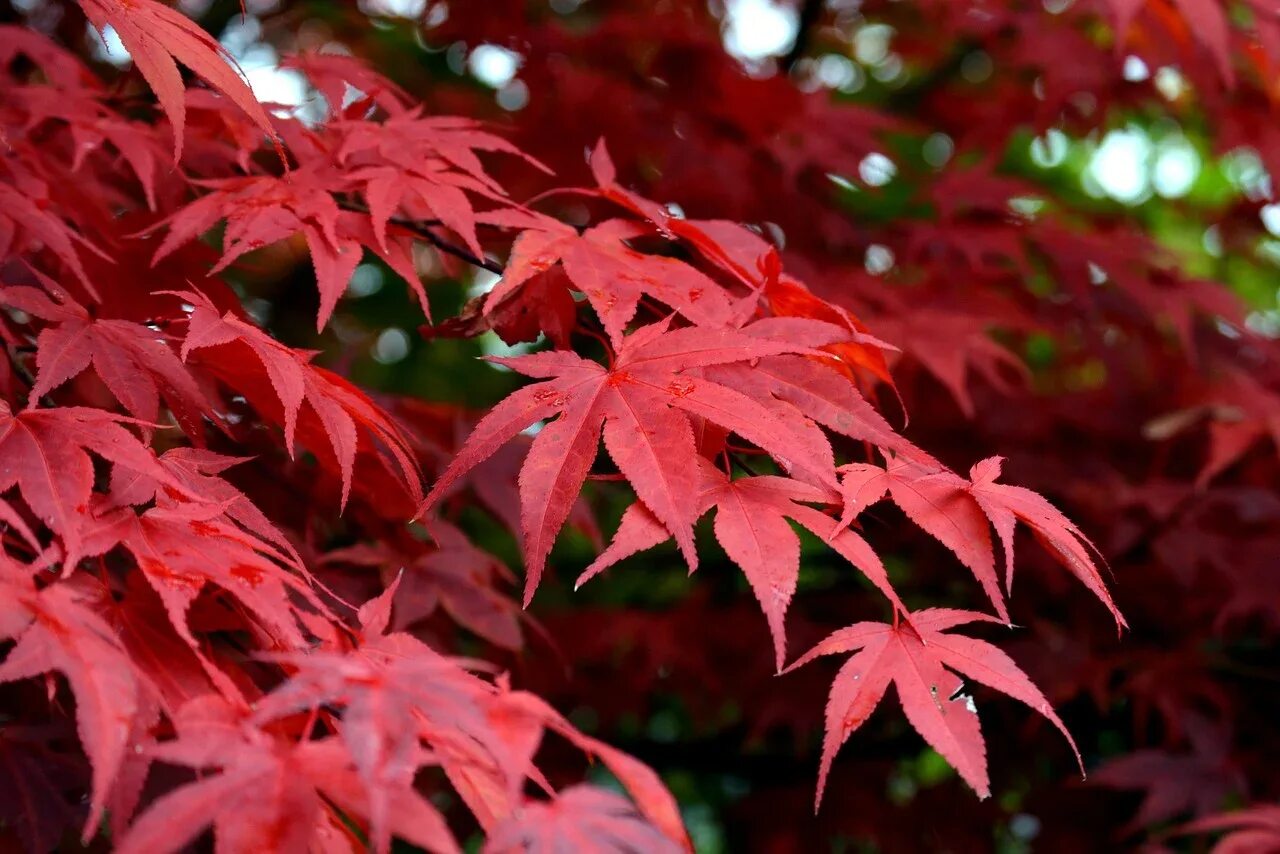 Красный лист какое дерево. Клён канадский краснолистный. клен красный acer rubrum. клен канадский остролистный. клен acer rubrum.