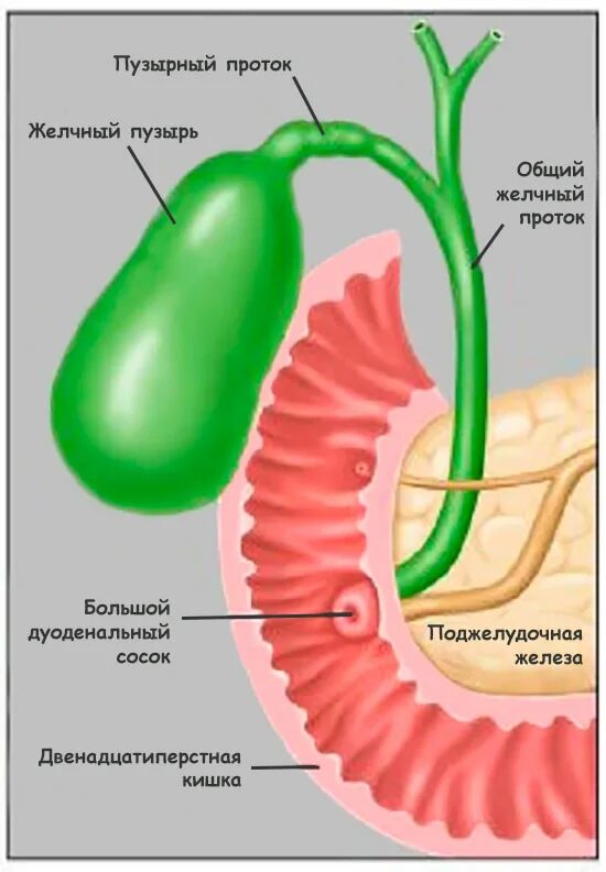 Желчный пузырь картинка. Здоровый желчный пузырь.