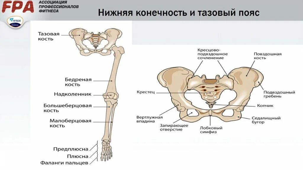 Кости таза строение анатомия. Строение костей тазового пояса. Строение скелета тазового пояса. Подвздошная кость пояс нижних конечностей.