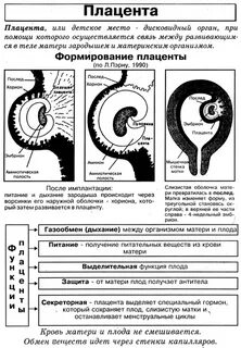 Участвует в образовании зародыша