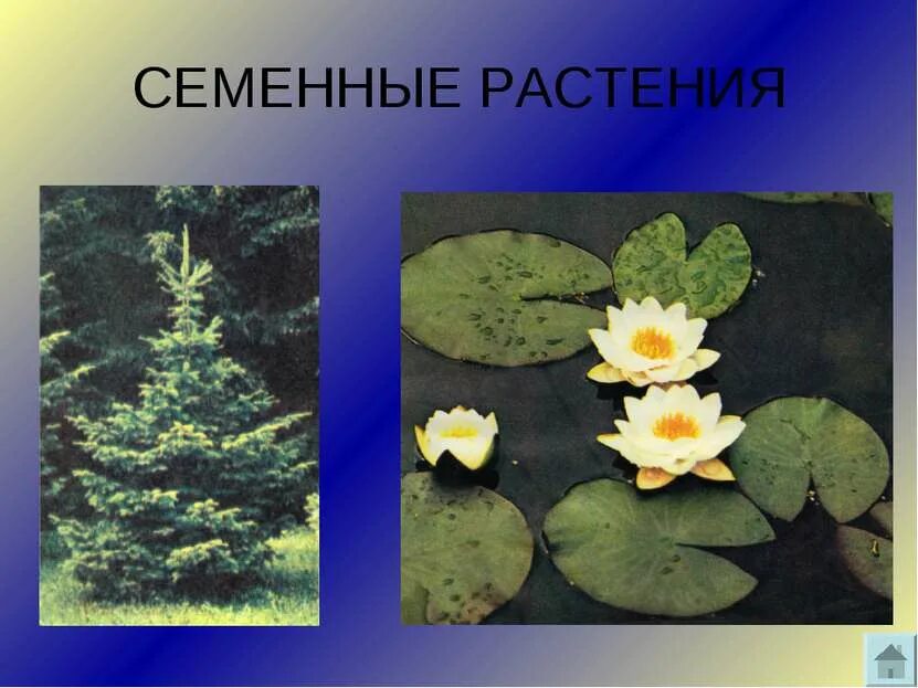 Определение семенных растений. Появление семенных растений. семенные растения картинки. какие растения называют семенными?почему?.