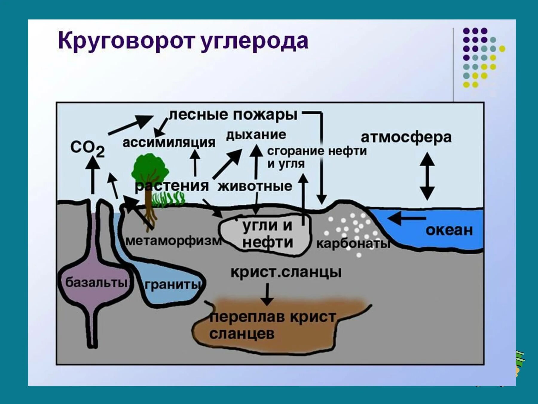 Схема углерода в природе. Круговорот веществ углерода схема. Круговорот углерода в природе схема химия. Круговорот углерода в природе. Источник углерода для растений образуется