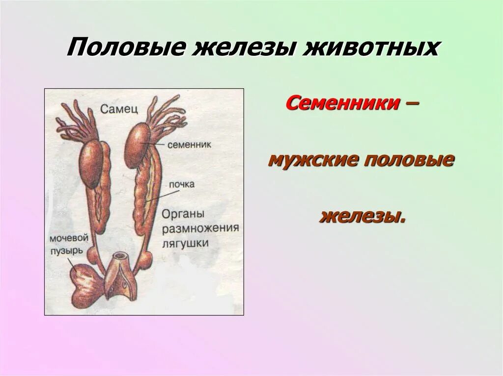 Мужская половая презентация. Половые железы животных. Строение половых желез человека. Система органов размножения самца. Половые железы млекопитающих.