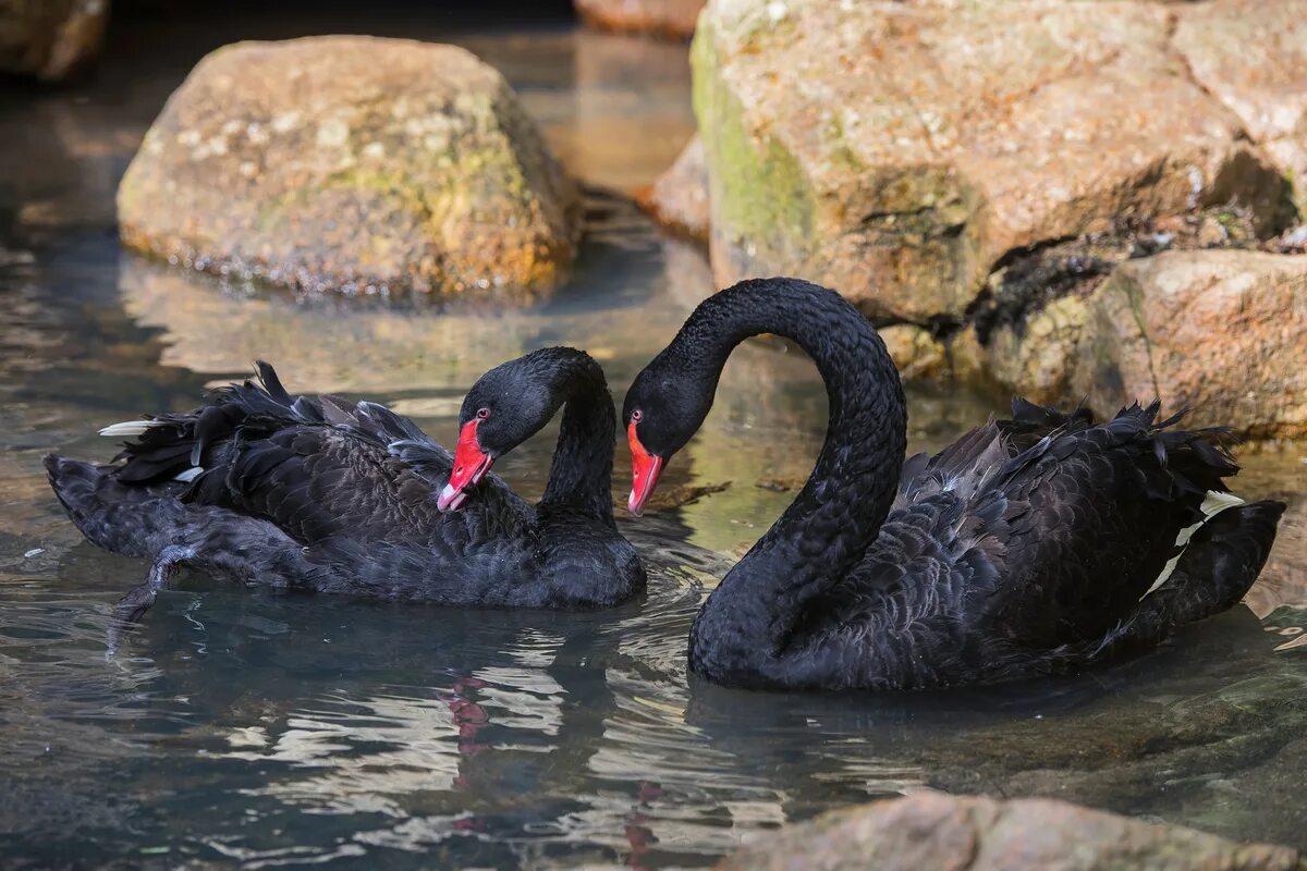 Черные лебедята. Чёрный лебедь. Австралийский черный лебедь. Черный лебедь черный лебедь. Черный лебедь в природе.