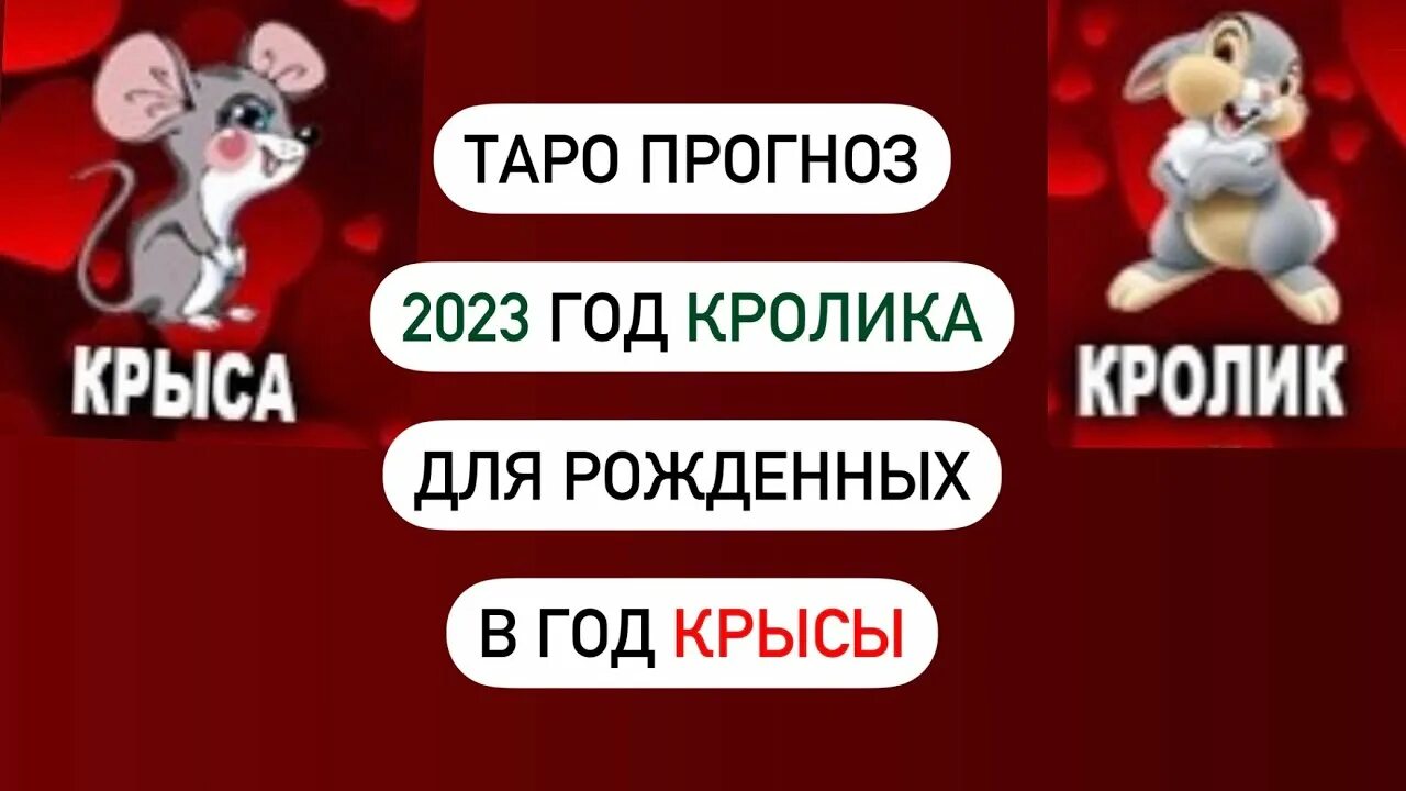 Женщина крыса характеристика. Крыса характеристика. Характеристика людей рожденных в год крысы. Зодиак крыса характеристика. Год крысы характеристика.