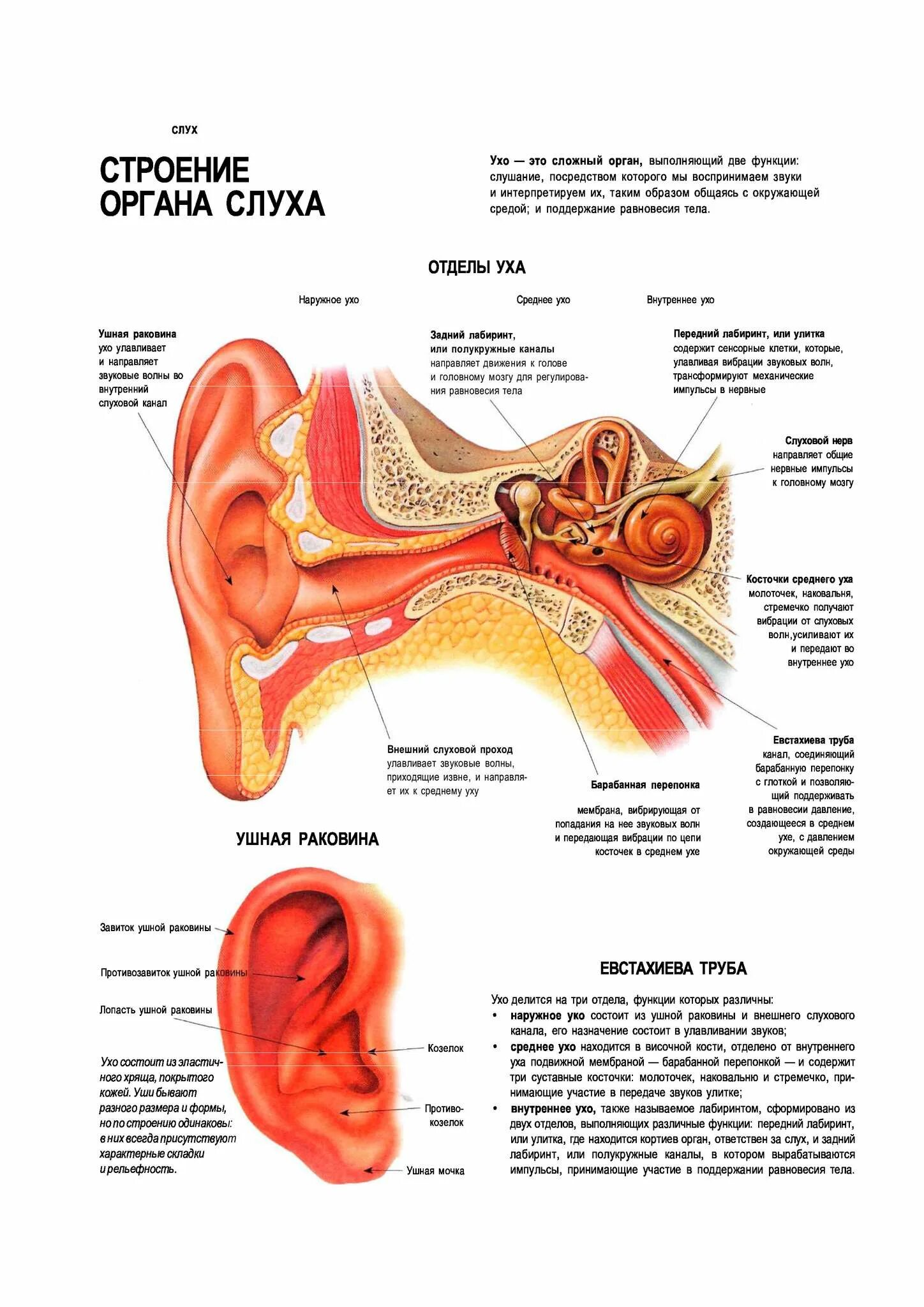 3 отдела органа слуха. Ухо человека строение и функции анатомия. Орган слуха строение и функция уха. Строение органа слуха части уха строение функции. Строение уха человека и функции его отделов.