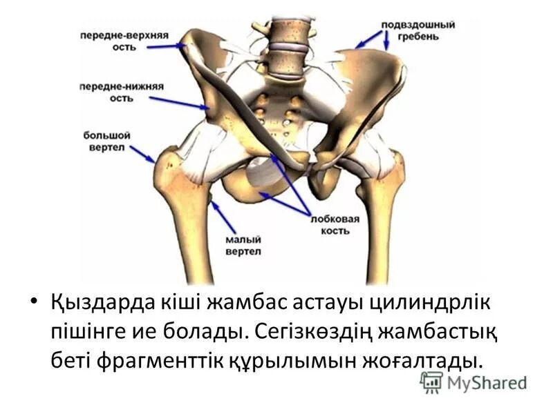 Передние ости подвздошных костей. Подвздошная кость передняя верхняя ость. Передний верхний гребень подвздошной кости. Подвздошная кость гребень. Подвздошной кости внутренняя структура.