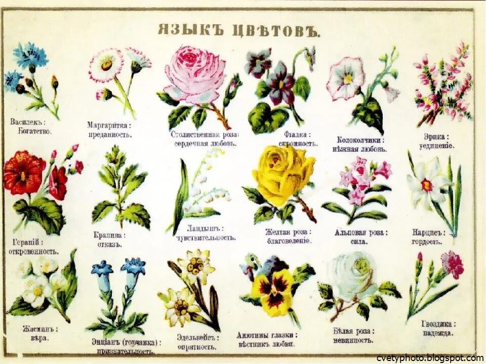 Команда названием цветка. Цветы названия с картинками. Язык цветов. Что символизируют цветы.
