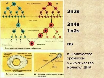 Яйцеклетка человека содержит 23 хромосомы