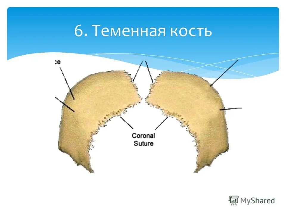 теменная кость ткань