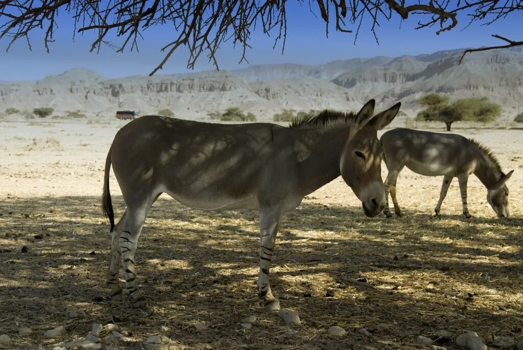 Дикий Африканский осел. Equus asinus. Одичавшие ослы Австралии. Сирийский Кулан. Дикий осел в центральной азии