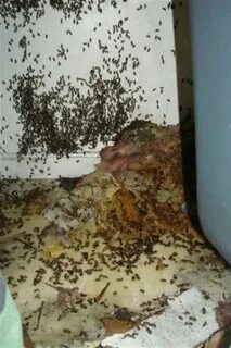 Пчелы на чердаке