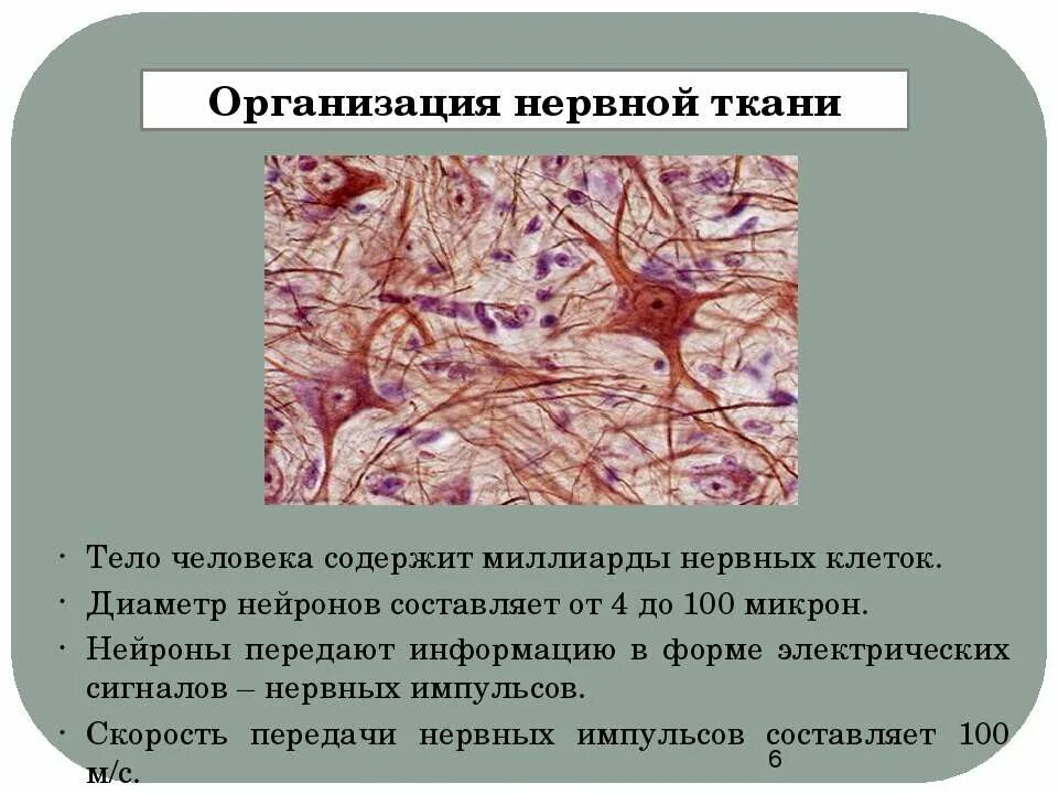 Нервная ткань строение нейроны и нейроглия. Нервная ткань особенности строения и функции таблица. Тип клеток нервной клетки таблица. Нервная ткань ткань. Структура нервной ткани.