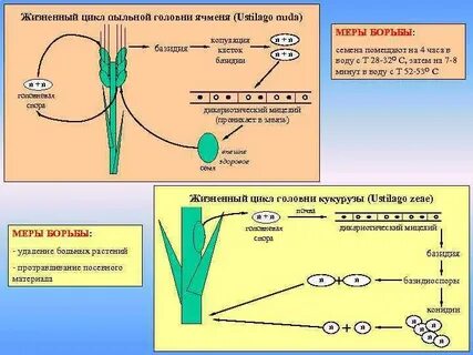 Как происходит размножение и развитие