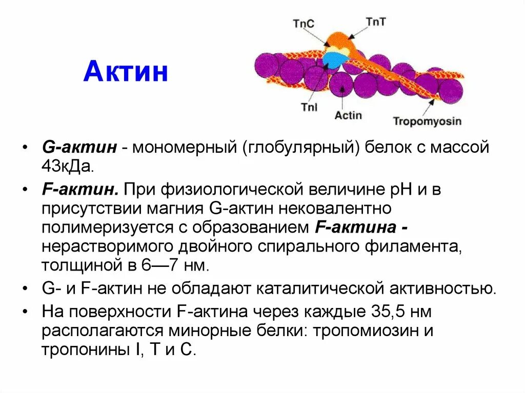 Биохимия мышечная. Особенности строения белков мышечной ткани. Структура актина биохимия. Белки мышечной ткани строение особенности биохимия. Строение тропомиозина биохимия.