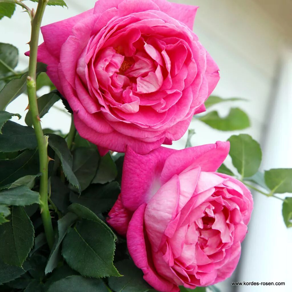 роза фрау фрау каролина. фрау фрау каролине. керстин отт. роза freifrau caroline флорибунда (кордес). фрау фрау каролине.