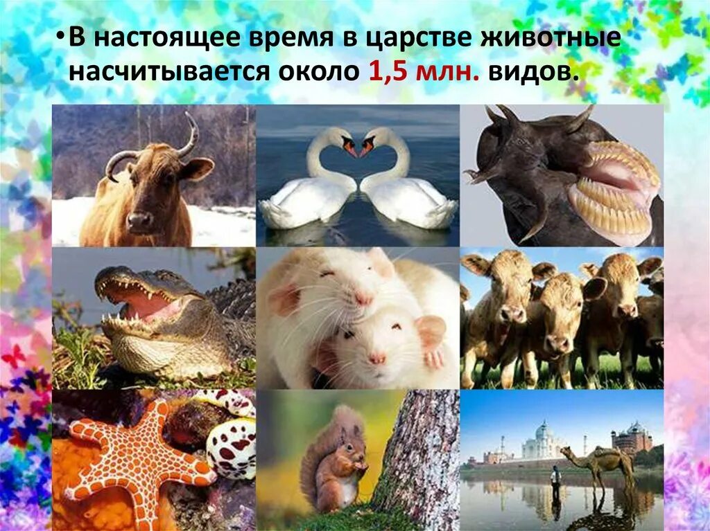 Определите царство в котором насчитывается около 5. Царство животные. в царстве животных. биология животные. животный мир биология.