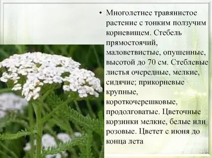 Травка 5 букв сканворд