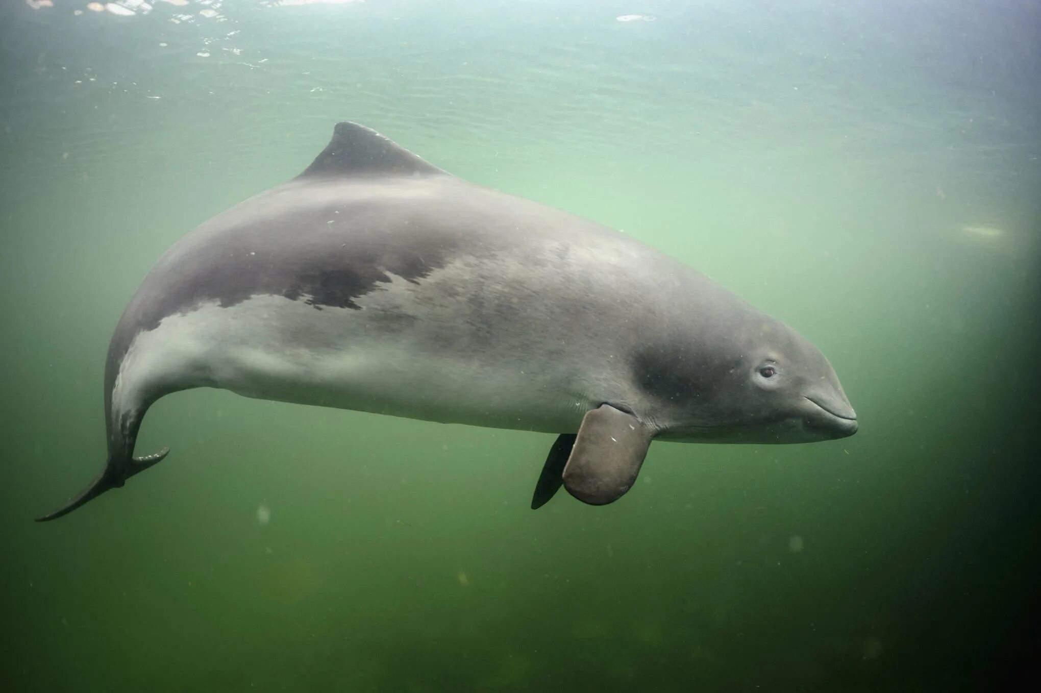Калифорнийская морская свинья (vaquita). Калифорнийская морская свинья. Калифорнийская морская свинья. Самый мелкий кит. Вакита калифорнийская морская свинья.