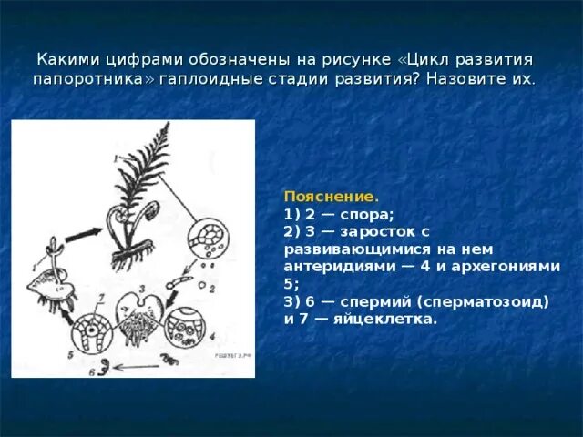 Цикл развития папоротника гаплоидные стадии. Гаплоидные стадии развития папоротника. Гаплоидные стадии жизненного цикла папоротника. Цикл развития папоротника гаплоидные стадии развития. Каким номером на схеме обозначена спора папоротника