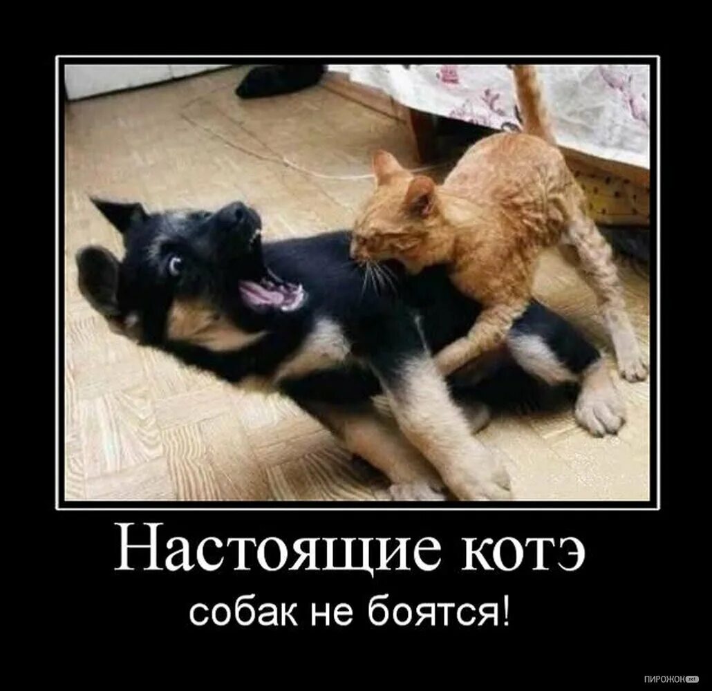 Картинки бездомных собак. Не обижайте собак. Я боюсь собак. Собака боится мем. Красивые собаки.