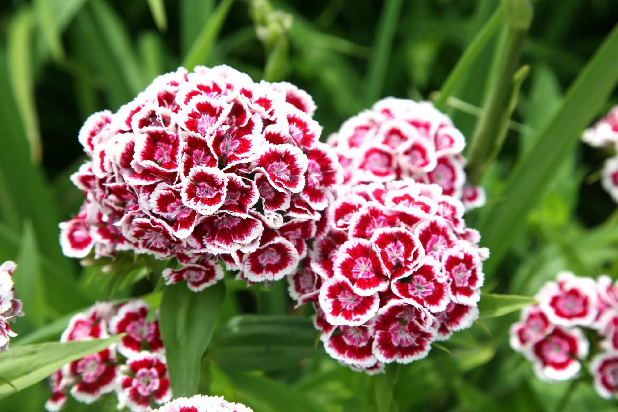 Гвоздика турецкая (Dianthus barbatus). Гвоздика бородатая - Dianthus barbatus. Гвоздика турецкая карликовая Пиноккио. Гвоздика турецкая Монпансье. Цветы турецкой гвоздики