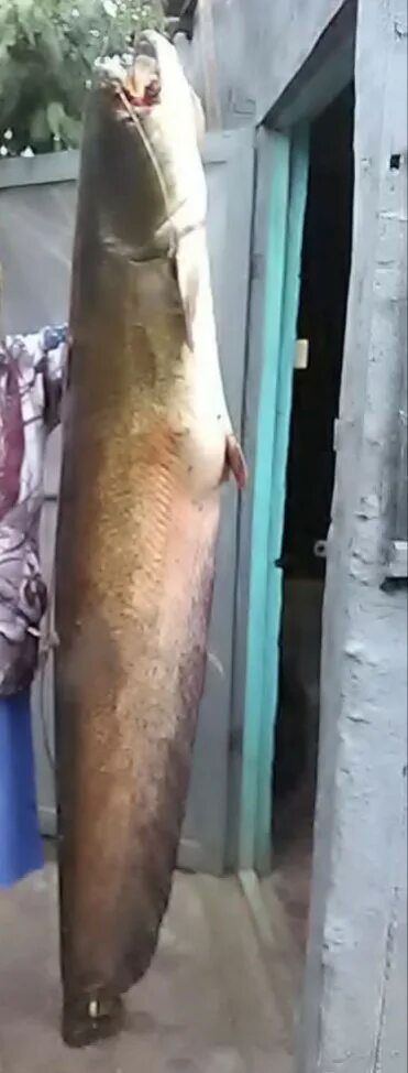 Огромный сом в астрахани. Самый большой сом пойманный в астрахани. Огромный сом в астрахани. Самый большой сом пойманный в астрахани. Самый большой сом.