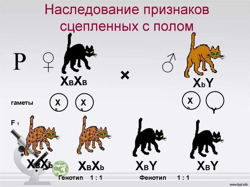 Генотип чистопородного. Задачи по генетике 10 класс биология с решением. Генетические задачи по биологии. Задачи на генетику по биологии 10 класс. Биология решение генетических задач.