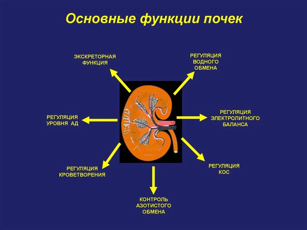 Каковы основные нарушения работы почек. Функции почек патфиз. Функции почек в организме физиология. Функции почек патофизиология. Основные функции почек человека.