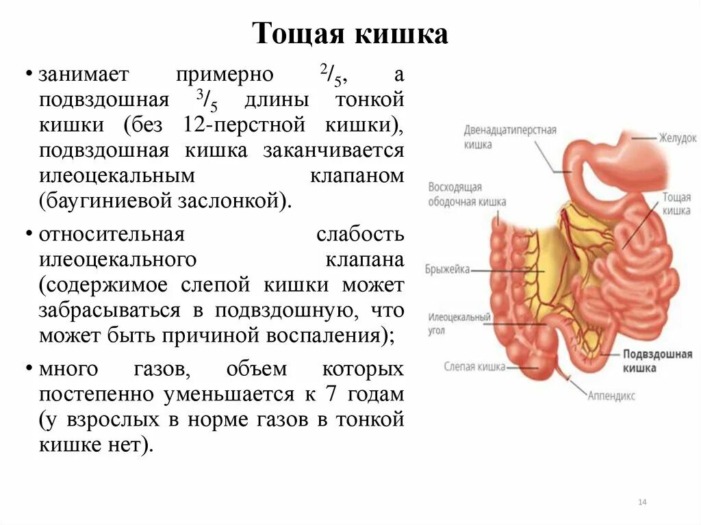 Тощая кишка анатомия строение стенки. Кишечник тонкая кишка тощая подвздошная. Подвздошная кишка анатомия строение.