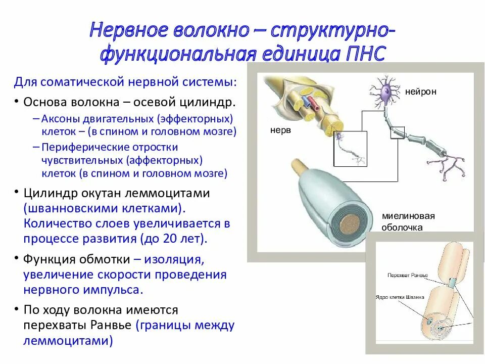 Строение и функциональное значение. Нервные волокна. строение нервного волокна. понятие и виды нервных волок. нервы и нервные волокна.
