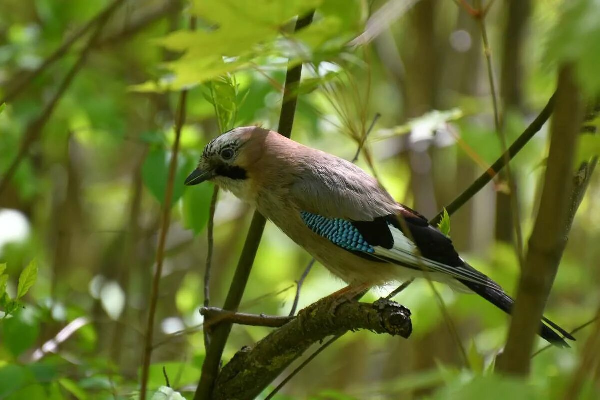 сойка оранжевая. сойка птица. сойка пересмешница птица. востроглазая сойка. сойка обыкновенная.