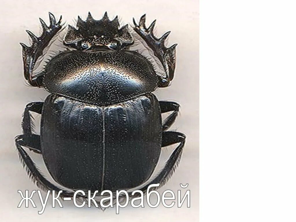 Жук скарабей в какой природной зоне. Жук скарабей 4 класс. Жук скарабей окружающий мир 4. Жук скарабей презентация. Жуки пустыни.