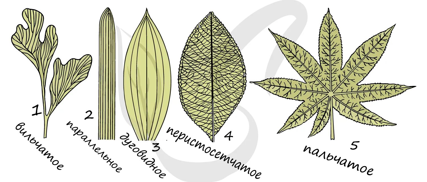 Лист жилка корень. Перисто краевое жилкование. Типы жилкования листьев у растений. Типы жилкования листовой пластинки. Тип жилкования листьев у пижмы.