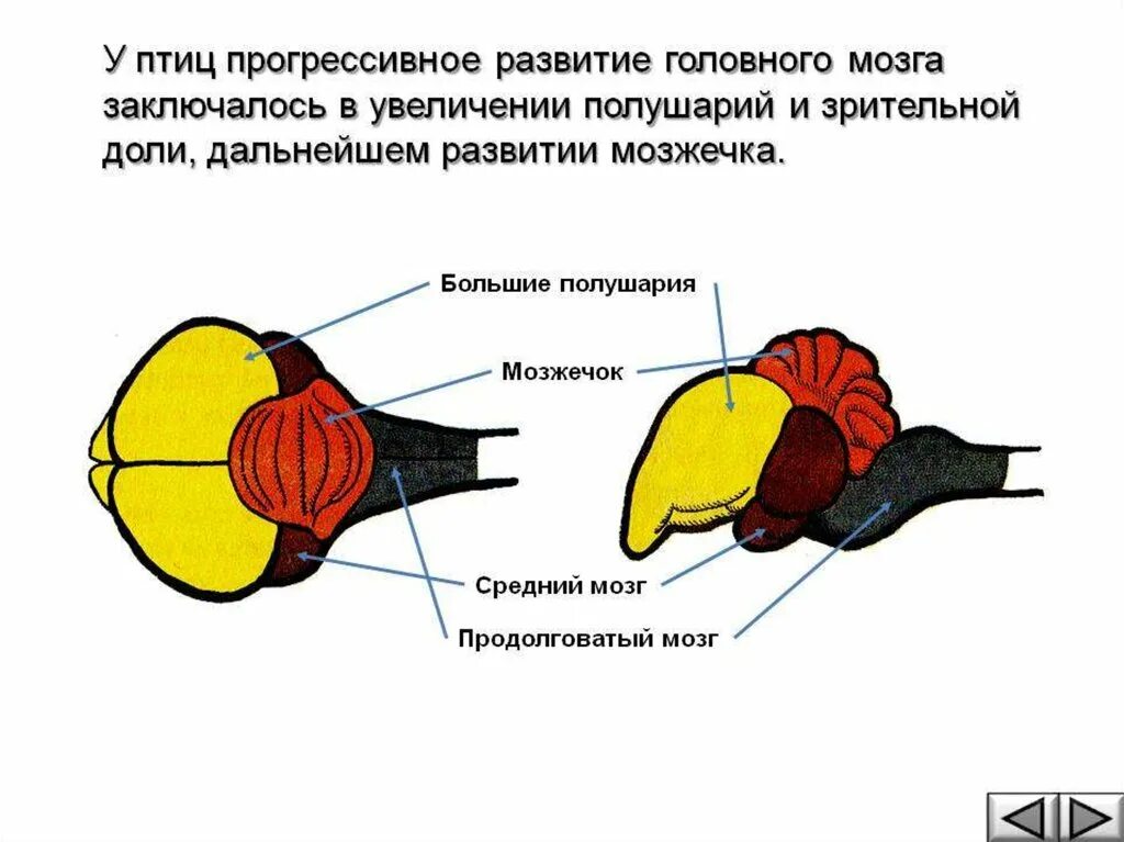 Какие функции выполняют отделы мозга у птиц. Строение отделов головного мозга птиц. Нервная система птиц строение головного мозга. Функции отделов головного мозга птиц. Строение головного мозга у птиц и их функции.