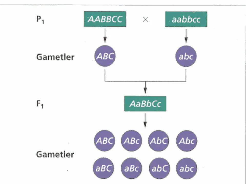 Гаметы AABBCC. AABBCC AABBCC. AABBCC AABBCC скрещивание.