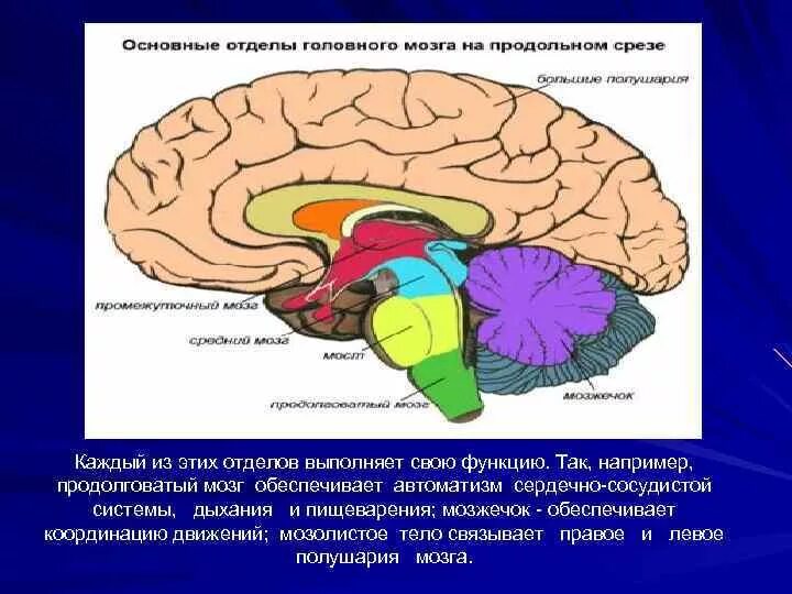 Отделы мозга на продольном срезе. Основные отделы головного на продольном срезе. Мозг по отделам. Продолговатый мозг ССС.