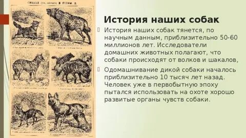 Рассказ история собаки