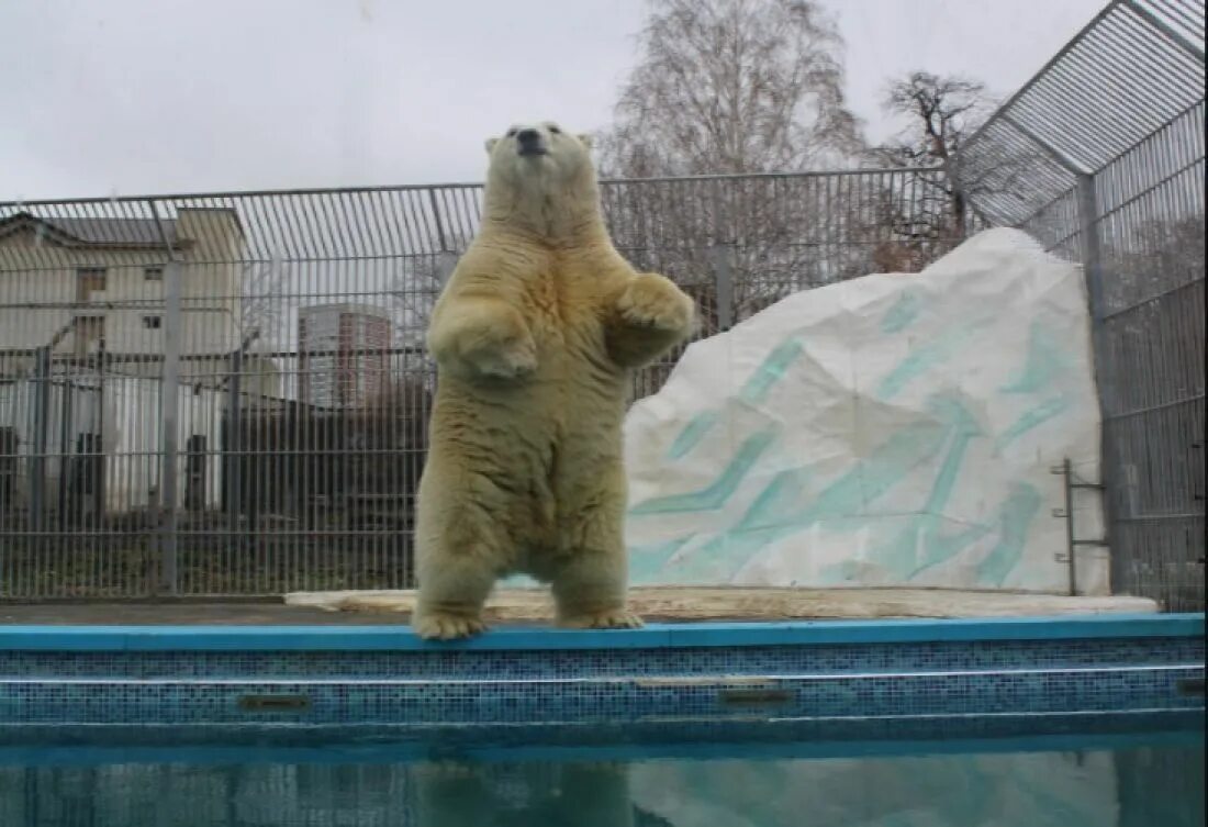 Пензенский зоопарк сайт. Пензенский зоопарк Пенза. Пенза зоопарк белый медведь.