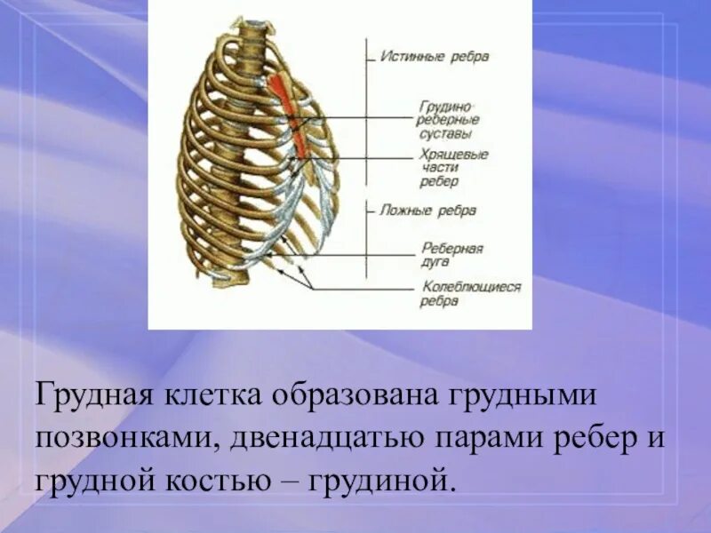 Грудная клетка образована 12 грудными позвонками. Грудная клетка 12 пар ребер,Грудина,12 грудных позвонков. Скелет туловища отделы грудная клетка строение соединение костей. Строение ребра.