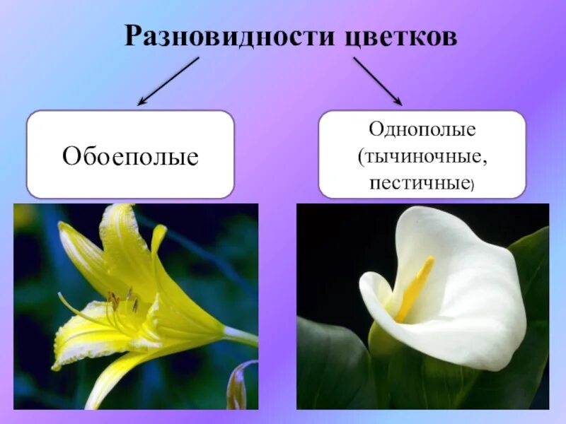 Однополые и обоеполые цветки. Растения раздельнополые и обоеполые. Цветки обоеполые раздельнополые пестичные тычиночные. Одноеполые и двоепрлые уветки. Признаки обоеполых