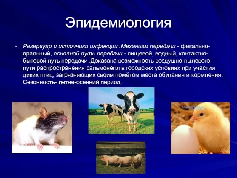Источник инфекции при сальмонеллезе является. Источник инфекции при сальмонеллезе. сальмонеллез эпидемиология. сальмонеллез источник инфекции пути передачи. источник инфекции животные.